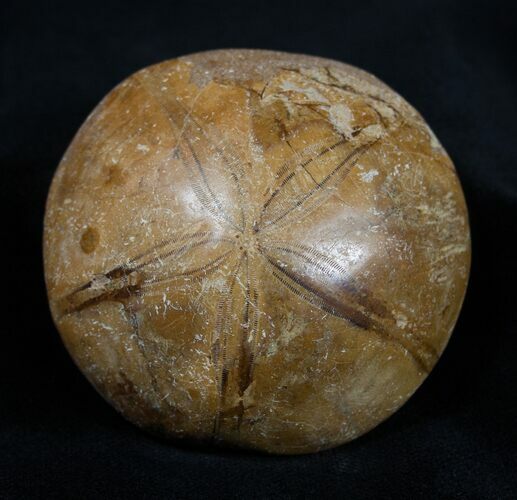 Fossil Sand Dollar Mepygurus From Madagascar #1642